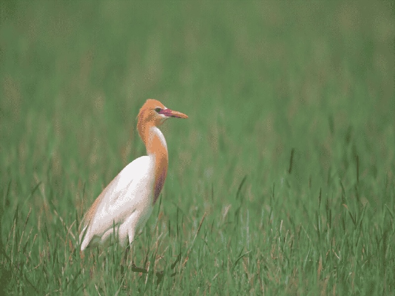 陈女士成功案例